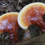 Reishi Mushrooms