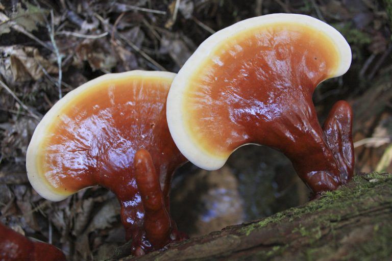 Reishi Mushrooms