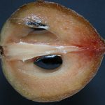 Sapodilla