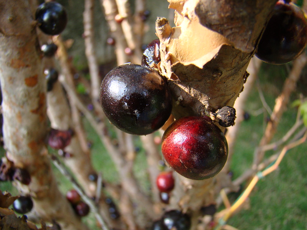 Jabuticaba