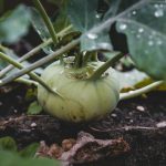 Kohlrabi