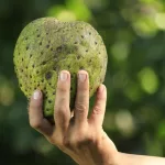 soursop