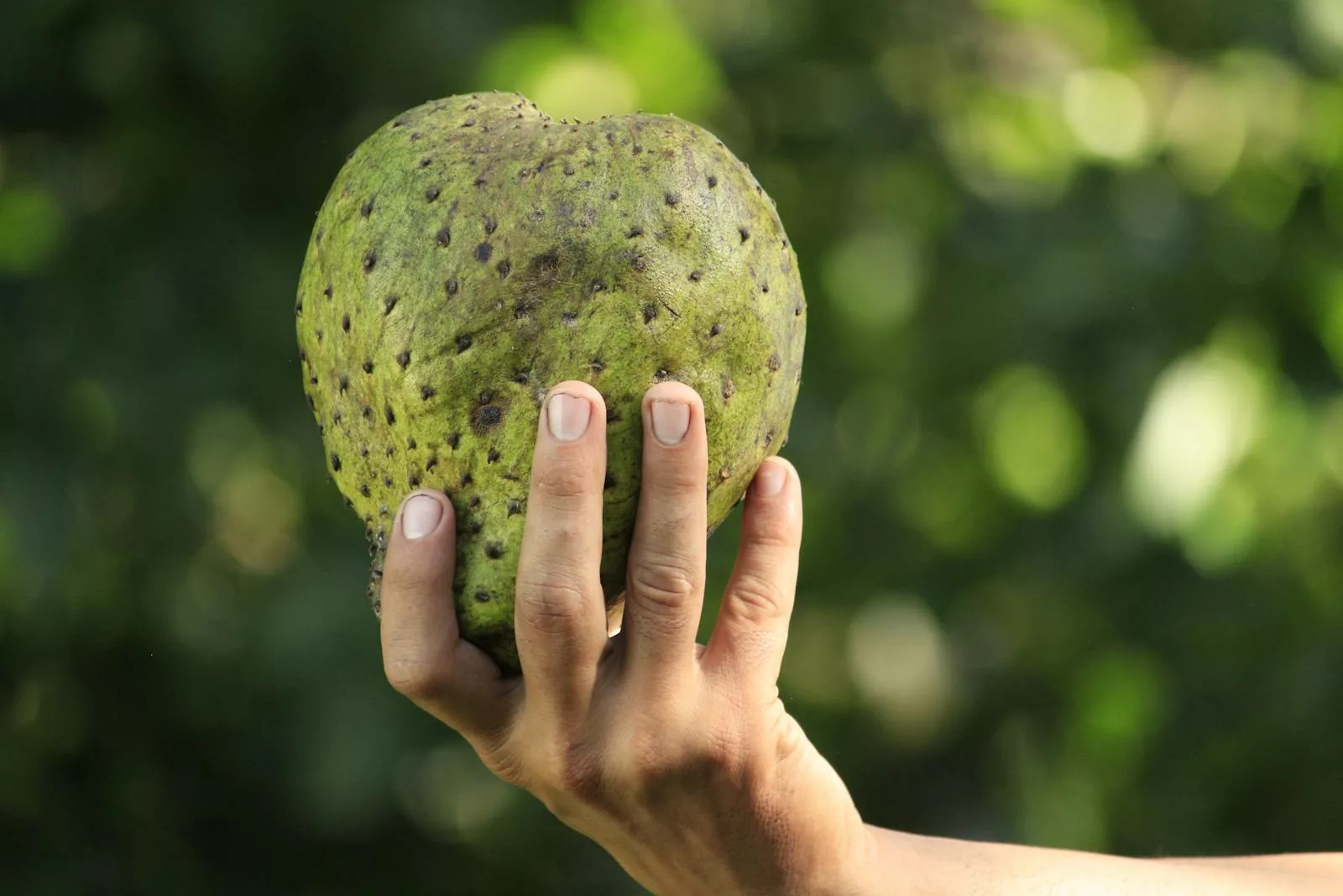 soursop