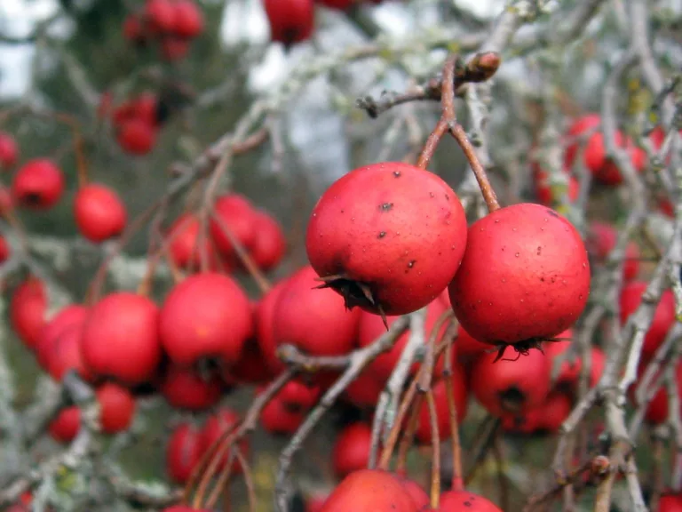 Hawthorn Berry