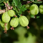 gooseberry