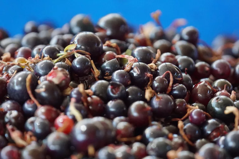 Blackcurrant
