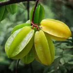 Starfruit