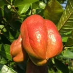 Ackee