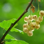 Dwhite currant