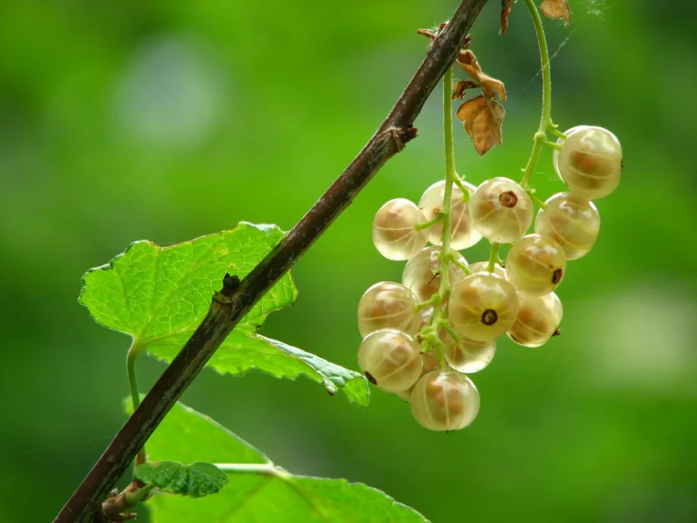 Dwhite currant