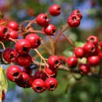 Hawthorn Berries