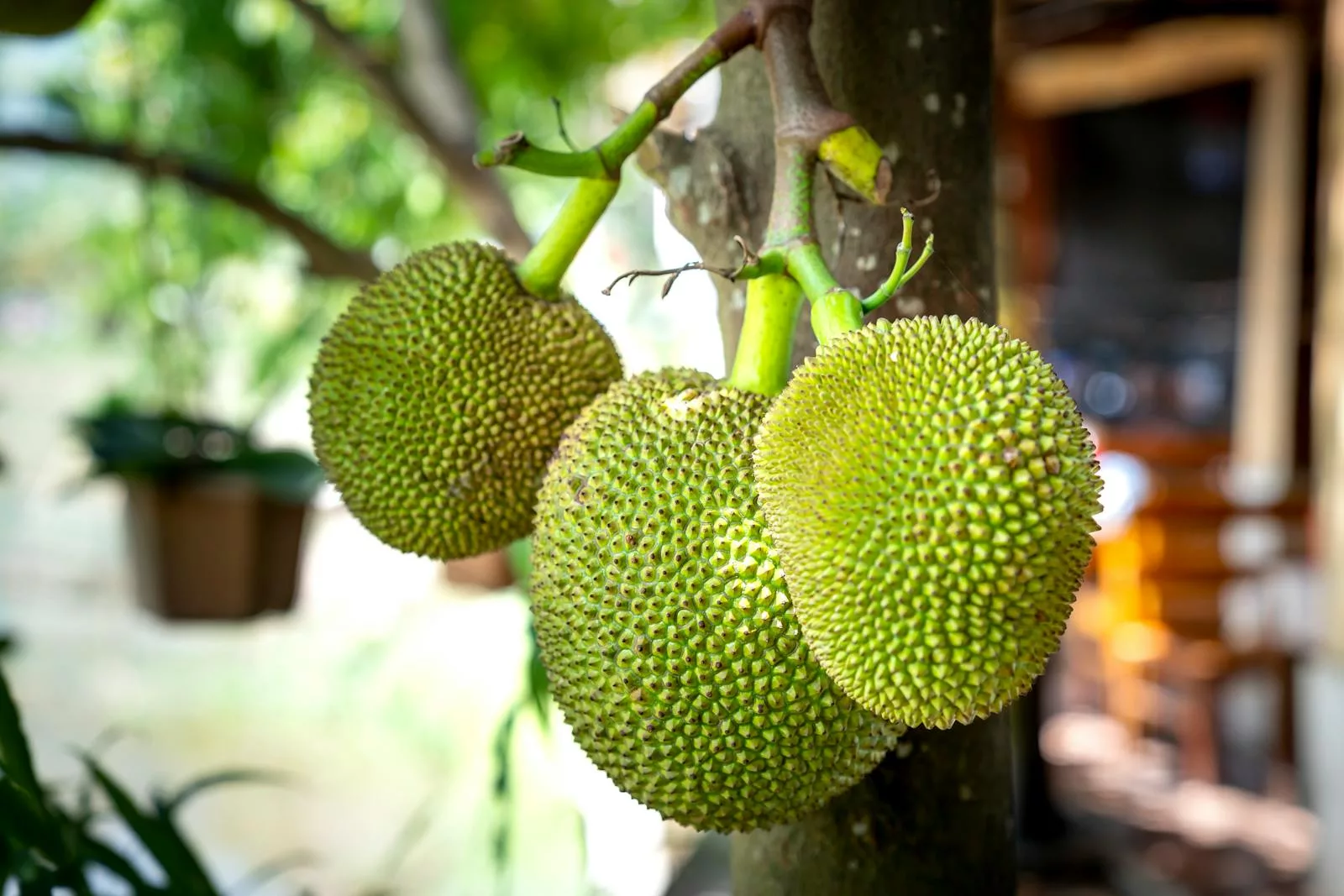 16 Best Health Benefits of Breadfruit 1 breadfruit