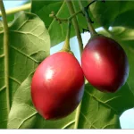 Tamarillo