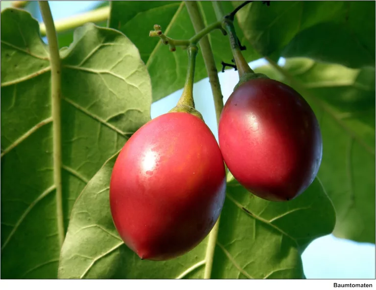 Tamarillo
