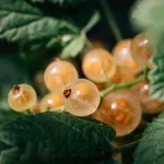 white currants