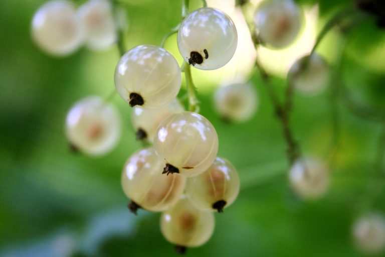 White Currant