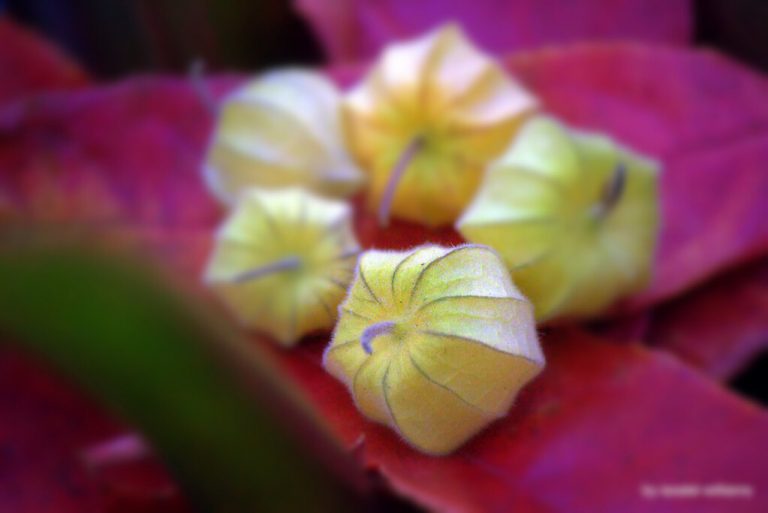Physalis
