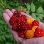 salmonberry