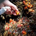 Palm Oil Fruit