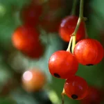 Red currants