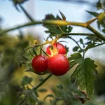 goji berry