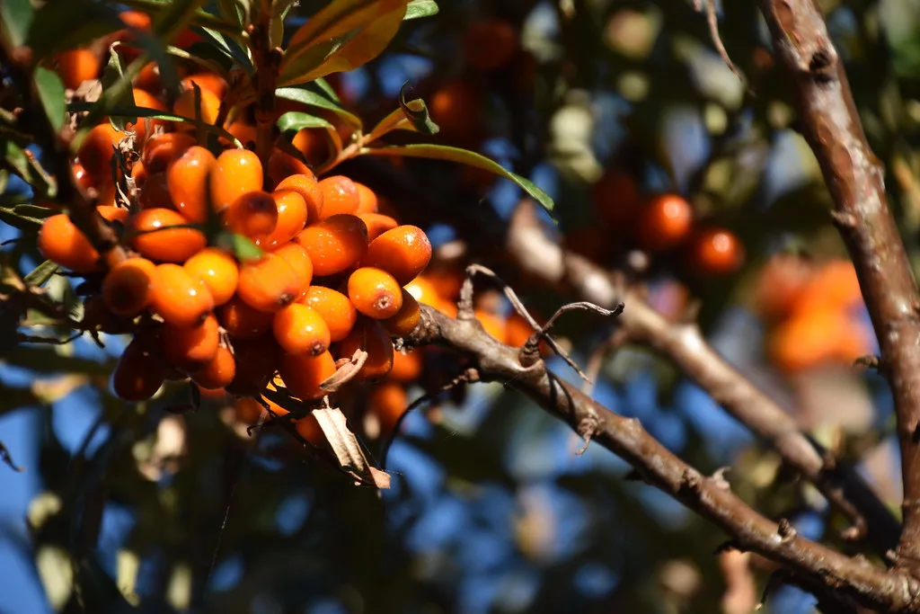 Sea buckthorn berries