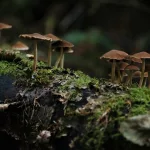 fungi